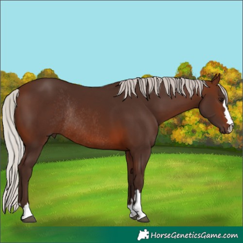 Horse Color:Silver Brown Rabicano