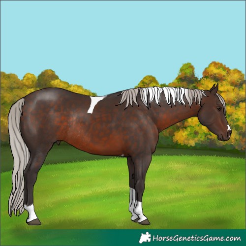 Horse Color:Silver Brown Tobiano Rabicano