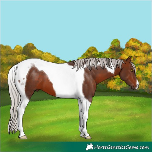 Horse Color:Silver Brown Tobiano