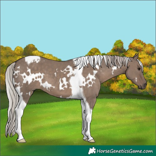 Horse Color:White Spotted Silver Grullo Tobiano