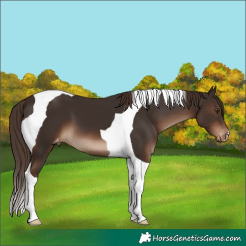 Horse Color:Liver Chestnut Tobiano Varnish 