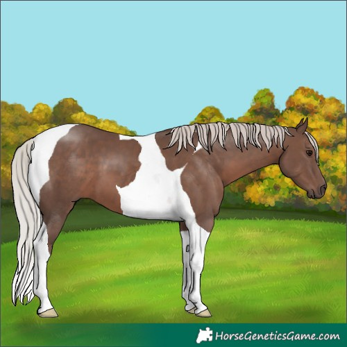 Horse Color:Silver Black Tobiano