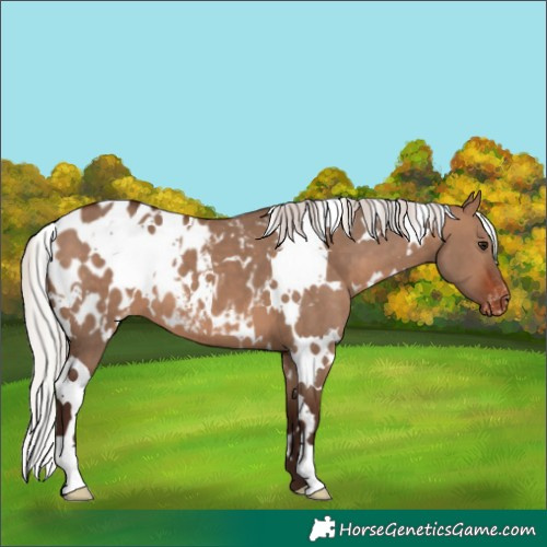 Horse Color:White Spotted Silver Brown Dun Blanket 