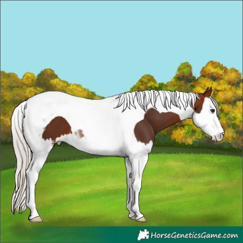 Horse Color:Silver Brown Splash Tobiano