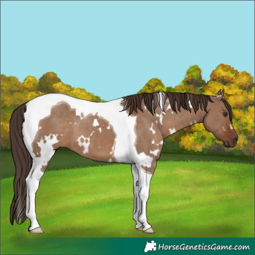 Horse Color:White Spotted Liver Red Dun Tobiano 