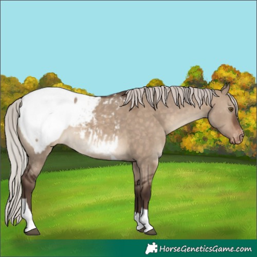 Horse Color:Silver Brown Dun Tobiano Snowcap