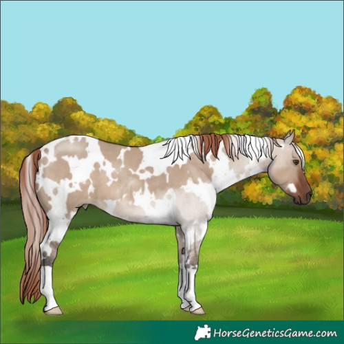 Horse Color:White Spotted Liver Red Dun 