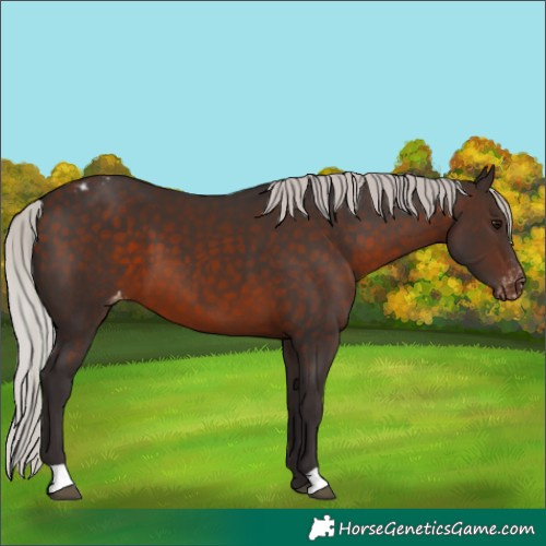 Horse Color:Silver Brown Varnish