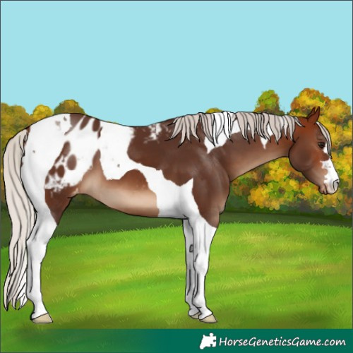 Horse Color:Silver Bay Tobiano Blanket