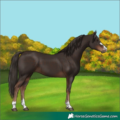 Horse Color:Liver Chestnut