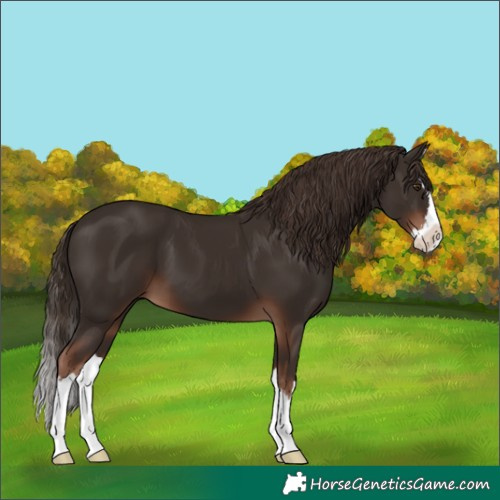 Horse Color:Liver Chestnut Splash 