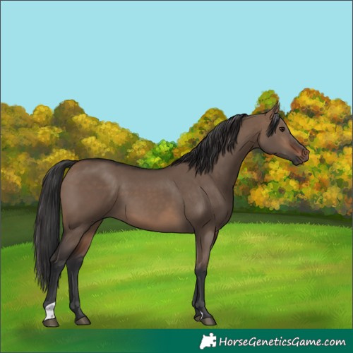 Horse Color:Brown Dun