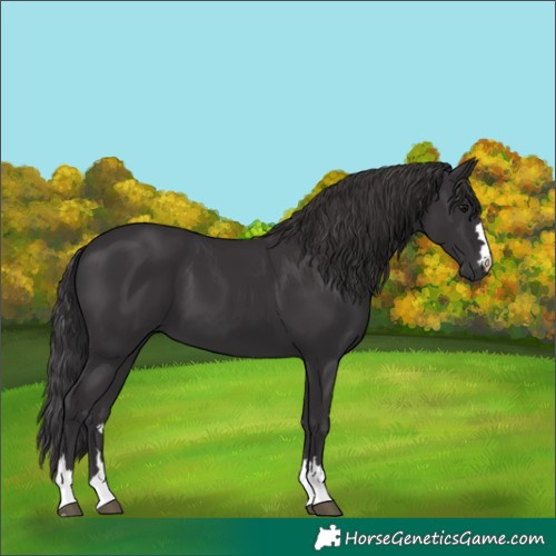 Horse Color:Smoky Black 
