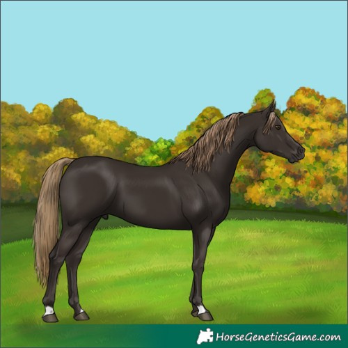 Horse Color:Liver Chestnut