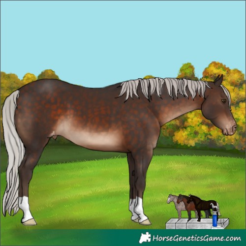 Horse Color:Silver Brown Varnish 