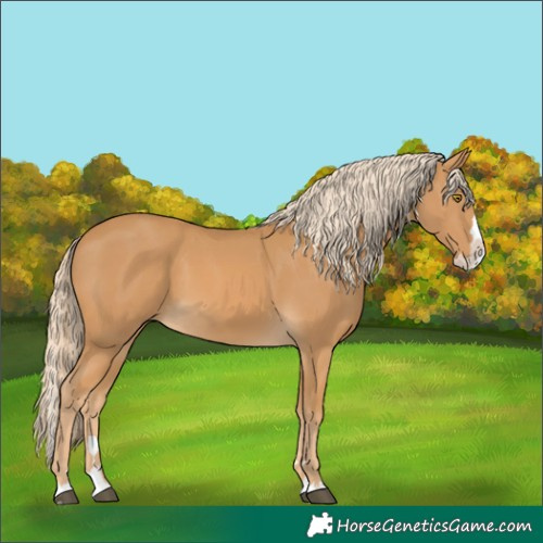 Horse Color:Palomino Splash 