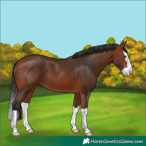 Horse Color:Bay Splash