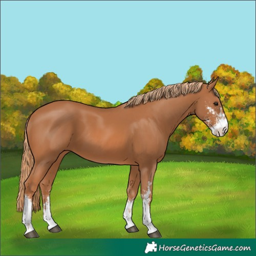Horse Color:Chestnut Sabino