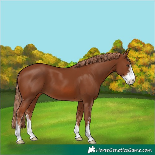 Horse Color:Chestnut Sabino 