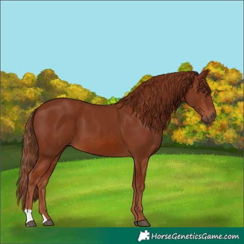 Horse Color:Chestnut 