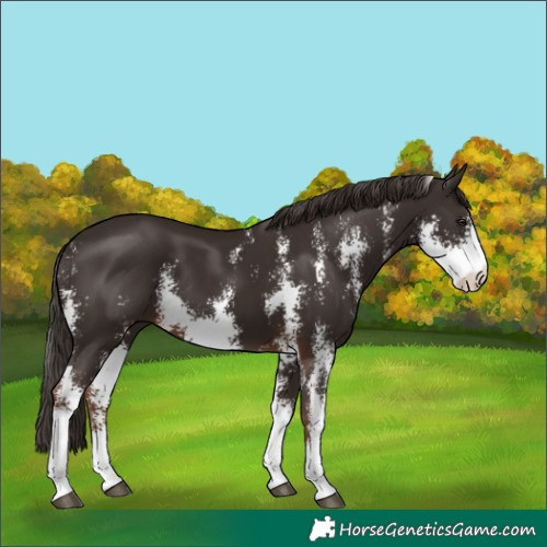 Horse Color:Liver Chestnut Sabino 