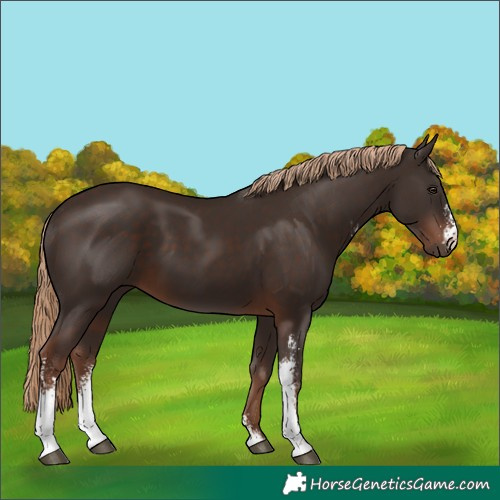 Horse Color:Liver Chestnut Sabino