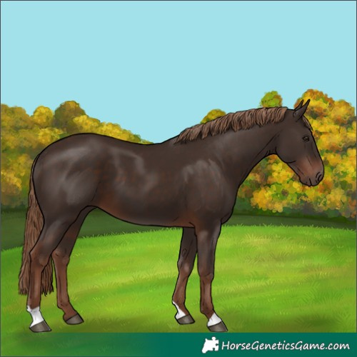 Horse Color:Liver Chestnut