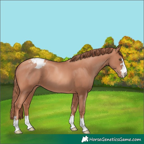 Horse Color:Gold Champagne Blanket