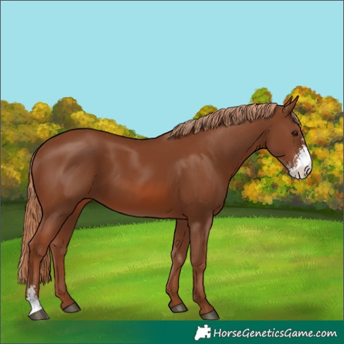 Horse Color:Chestnut Sabino