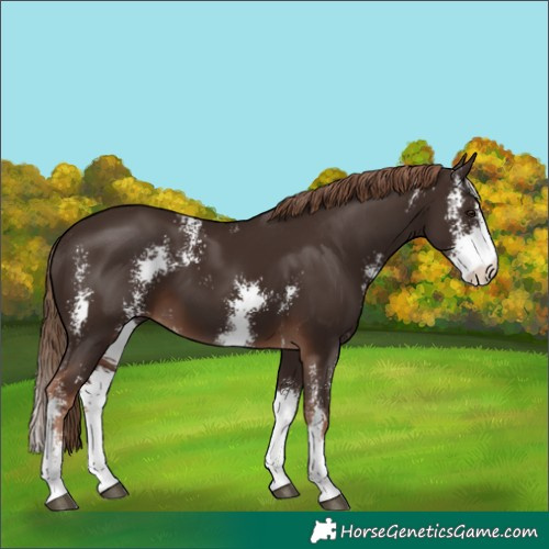 Horse Color:Liver Chestnut Sabino 