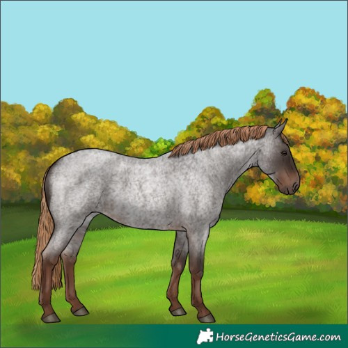 Horse Color:Liver Red Roan