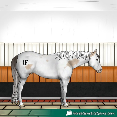 Horse Color:Bay Dun Splash Tobiano Rabicano 