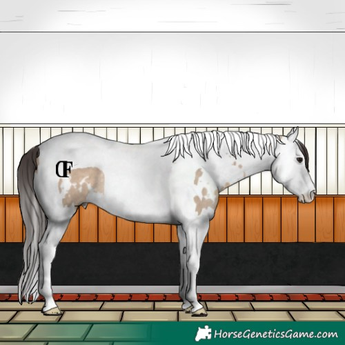 Horse Color:White Spotted Bay Dun Splash Tobiano Rabicano