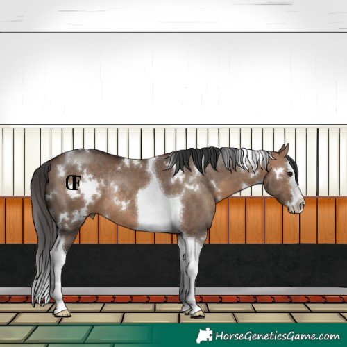 Horse Color:White Spotted Bay Dun Splash Tobiano Rabicano