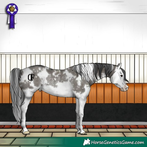 Horse Color:White Spotted Grullo Splash Rabicano 