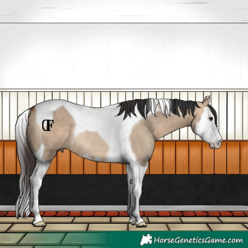 Horse Color:Bay Dun Splash Tobiano Rabicano