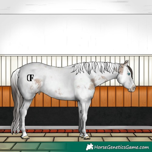 Horse Color:Liver Red Dun Sabino Splash Tobiano Rabicano