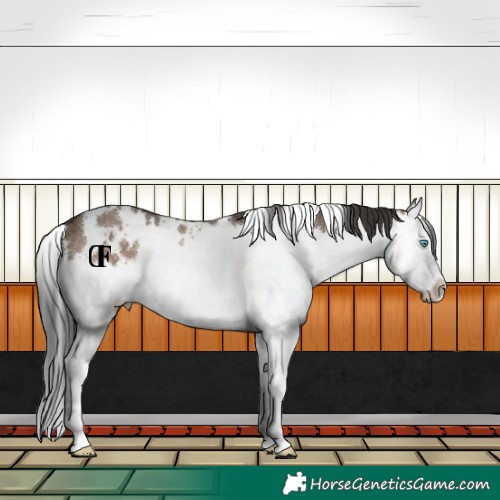 Horse Color:White Spotted Brown Dun Splash Rabicano