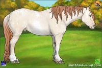 Horse Color:White Spotted Buckskin Ice Pearl Dun