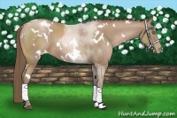 Horse Color:White Spotted Black Pearl Sabino 