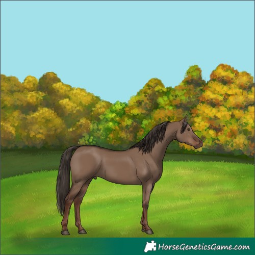Horse Color:Liver Red Dun