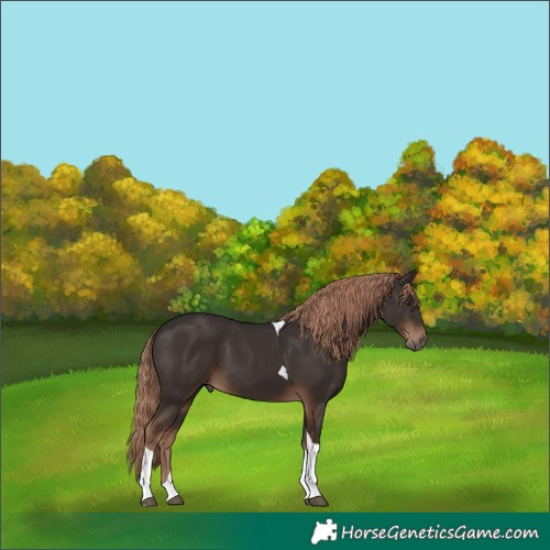 Horse Color:Liver Chestnut Tobiano 