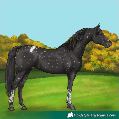 Horse Color:Smoky Black Tobiano Snowflake Varnish