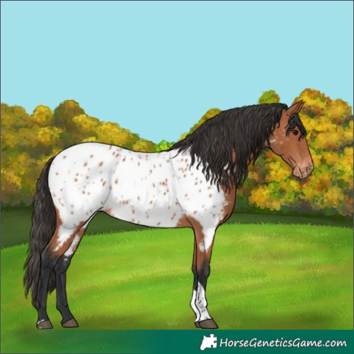 Horse Color:Bay Tobiano Near Leopard