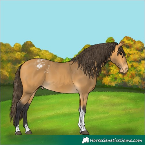 Horse Color:Buckskin Tobiano Varnish