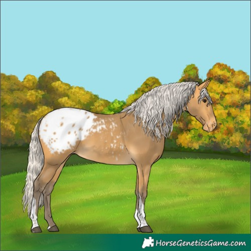 Horse Color:Silver Buckskin Tobiano Blanket 
