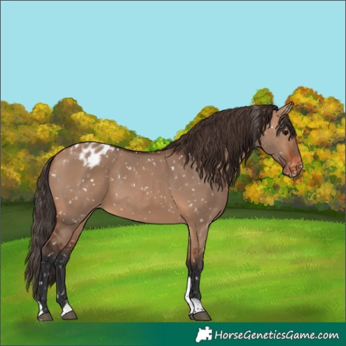 Horse Color:Bay Dun Tobiano Blanket 