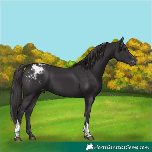 Horse Color:Smoky Black Tobiano Varnish 