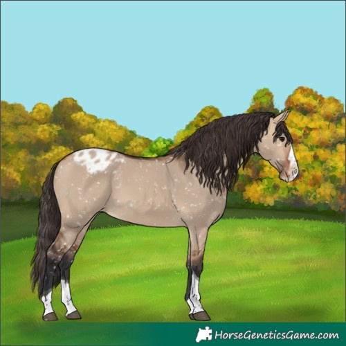 Horse Color:Bay Dun Splash Tobiano Snowflake Varnish