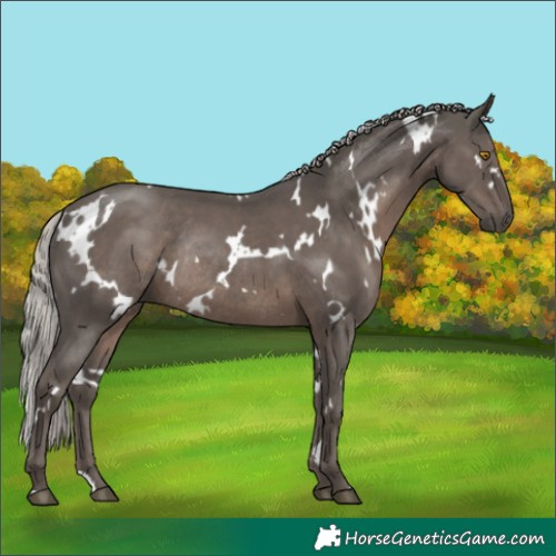 Horse Color:White Spotted Silver Black Rabicano